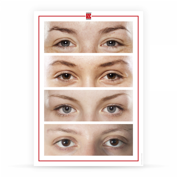 Illustration of the Realistic practice mat for permanent make up and Microblading treatments